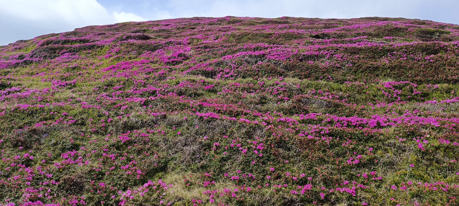 Mountain wildflowers taking over the Carpathians during spring and summer <br> is one of the most special and breathtaking views you can experience
